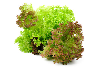 Image showing Lettuce on a white background