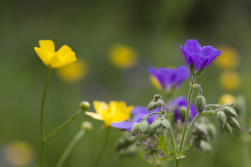 Image showing wild summer flowers