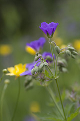 Image showing wild summerflowers