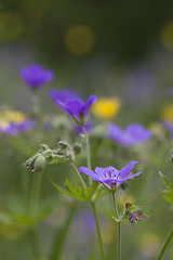 Image showing wood cranesbill