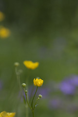 Image showing buttercups