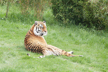 Image showing Amur or Siberian Tiger