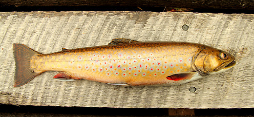 Image showing speckle trout