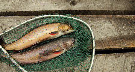 Image showing speckle trouts