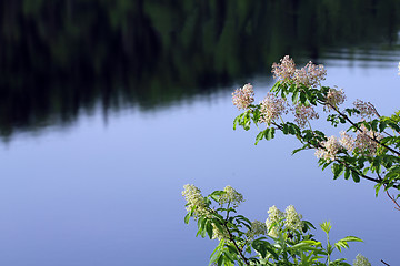 Image showing nature background