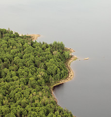 Image showing wild forest