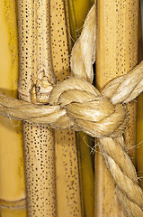 Image showing bunch of bamboo