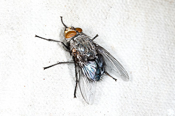 Image showing fly, Callipohora