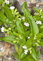 Image showing Stevia rebaudiana, support for sugar