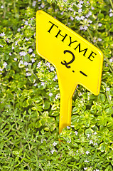 Image showing thyme