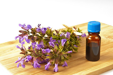 Image showing bunch of sage with herbal tincture