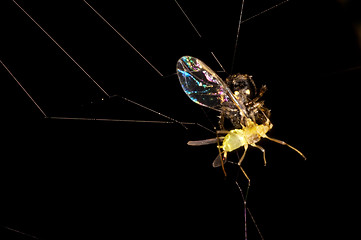 Image showing  spider with victim