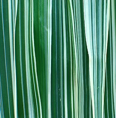 Image showing Ribbon Grass Background