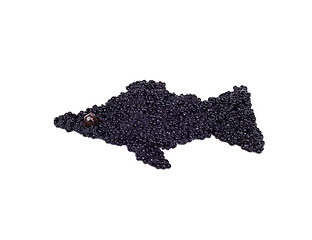 Image showing Black caviar is laid out in view of the fish