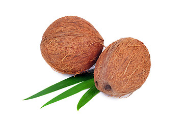 Image showing Coconut fruit isolated on white background