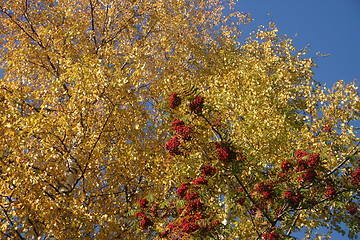 Image showing birch and rowan tree