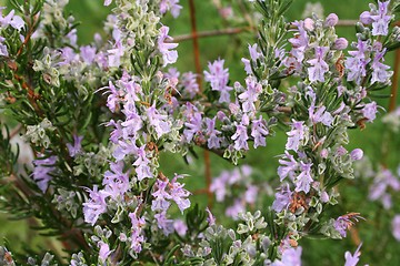 Image showing Flowering Rosemary