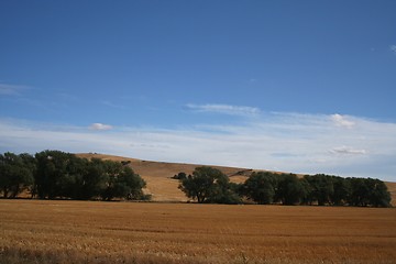 Image showing Wheat Fields