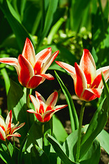 Image showing tulips in the garden