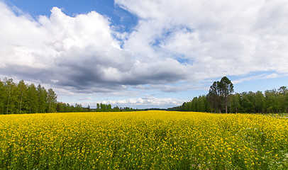 Image showing Field of Bright Yellow rapeseed in front of a forest