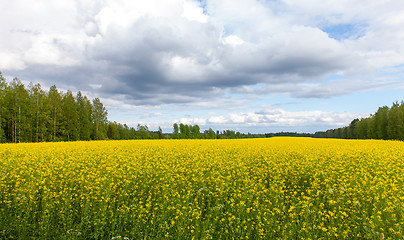 Image showing Field of Bright Yellow rapeseed in front of a forest