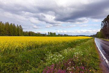 Image showing Field of Bright Yellow rapeseed in front of a forest