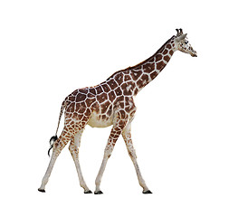 Image showing Giraffe