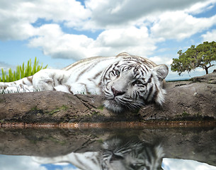 Image showing White Tiger