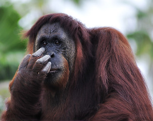 Image showing Orangutan (Pongo pygmaeus) portrait 