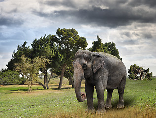 Image showing Asian Elephant