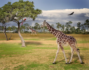 Image showing Landscape With Giraffes