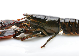 Image showing Raw Lobster