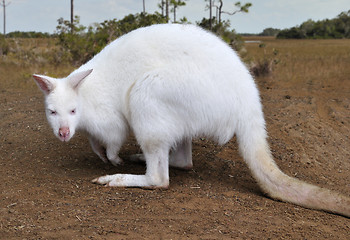 Image showing Albino Kangaroo