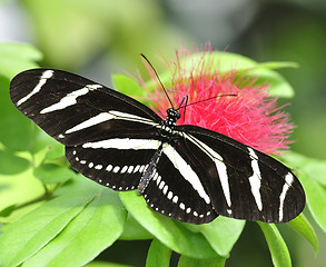 Image showing Tropical Butterfly