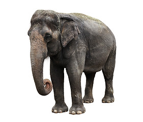 Image showing Asian Elephant 