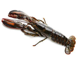 Image showing Raw Lobster