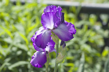 Image showing Beautiful purple Iris flower