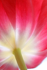 Image showing tulip