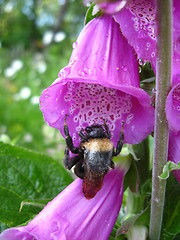 Image showing Bumblebee in a flower of lilac bluebell