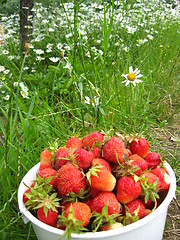 Image showing Bucket with a strawberry