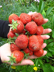 Image showing Palms full strawberries