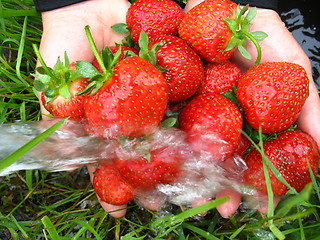 Image showing the washing of the fresh  strawberry