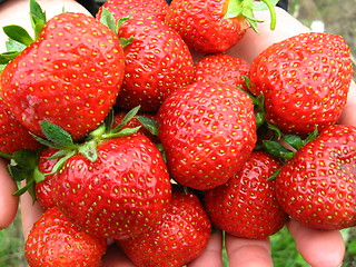 Image showing Palms full strawberries