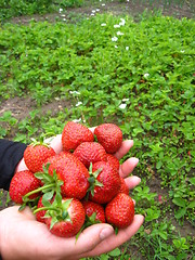 Image showing Palms full strawberries