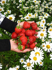 Image showing Palms full strawberries above camomiles