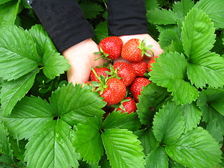 Image showing Palms full strawberries