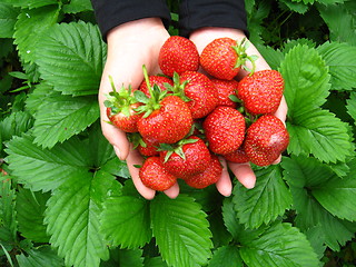 Image showing Palms full strawberries