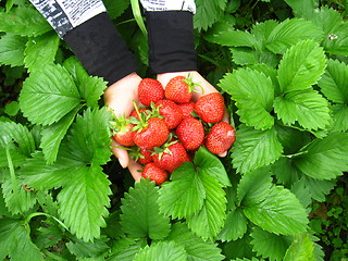 Image showing Palms full strawberries