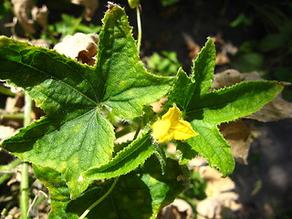 Image showing Flower of a cucumber with leaves