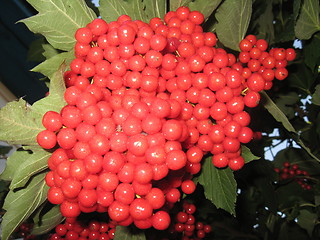 Image showing Clusters of a red ripe guelder-rose